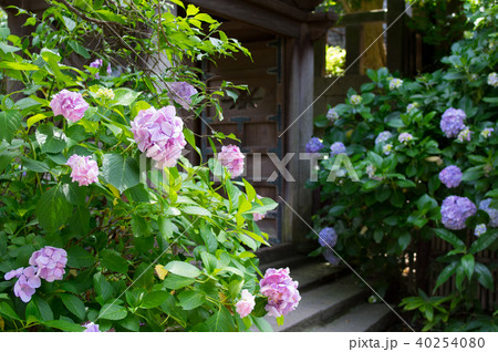 優しい紫陽花 優しい紫陽花 40254080
