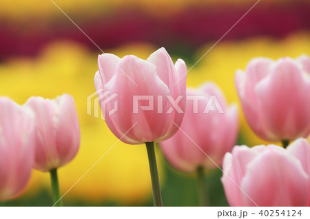 ちゅーりっぷ9419 40254124