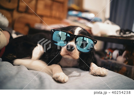 サングラスをかけてこちらを見ている犬 サングラスをかけてこちらを見ている犬 40254238