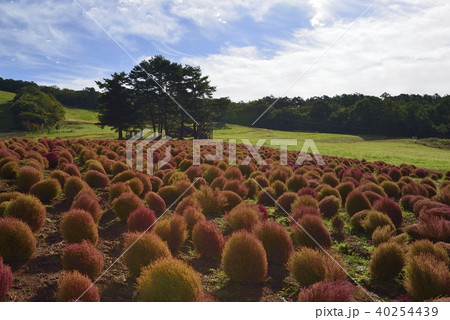 コキア コキア 40254439