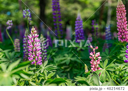 【埼玉県】ルピナス 【埼玉県】ルピナス 40254672