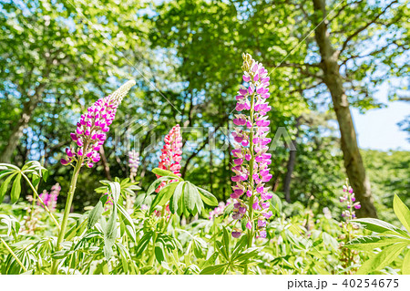 【埼玉県】ルピナス 【埼玉県】ルピナス 40254675