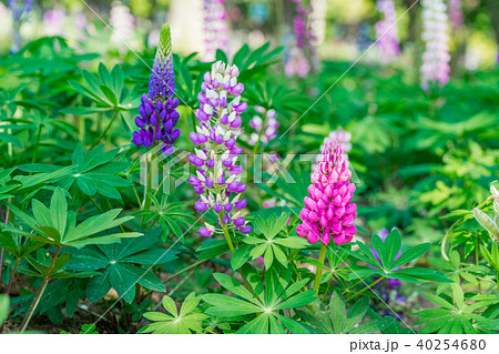 【埼玉県】ルピナス 【埼玉県】ルピナス 40254680