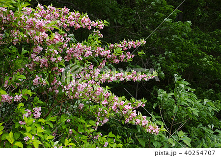 花が満開のタニウツギ 花が満開のタニウツギ 40254707