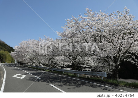 玉川堤の桜 40254764