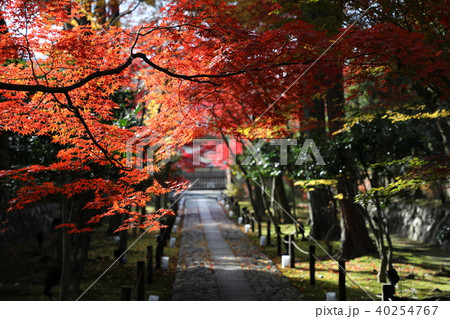 鹿王院の紅葉 40254767