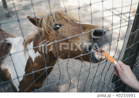 面白い顔の馬が人参を食べているの写真素材