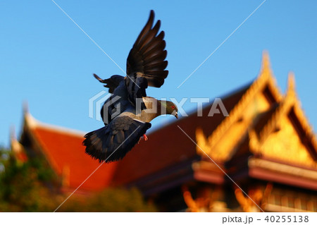 Birds in Bangkok 40255138