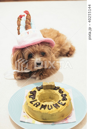 誕生日ケーキを待っている犬の写真素材