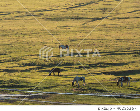 草千里情景 草千里情景 40255267