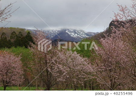 桜　山　残雪 40255496
