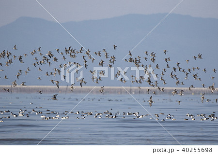 ハマシギの群れ ハマシギの群れ 40255698