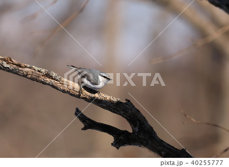 シロハラゴジュウカラ 40255777