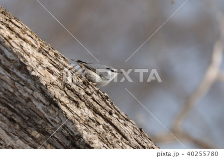 シロハラゴジュウカラ シロハラゴジュウカラ 40255780