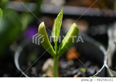 ナタマメの発芽 40256131