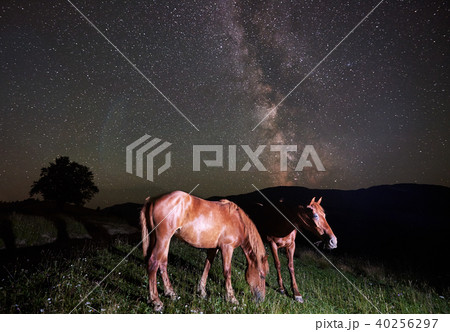 Two horses grazing under night sky full of stars and Milky way Two horses grazing under night sky full of stars and Milky way 40256297