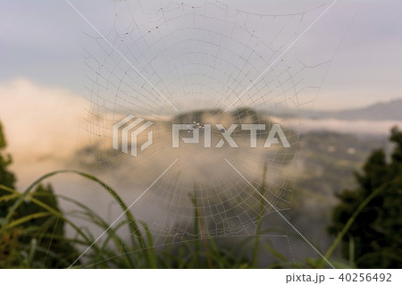 国見ケ丘の雲海 40256492