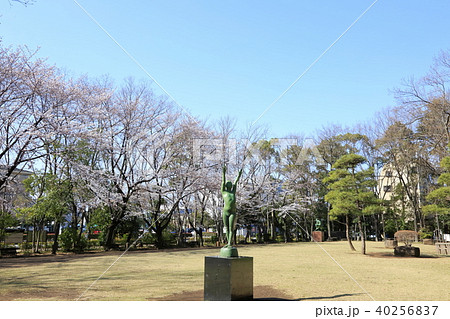 埼玉県戸田市の風景 後谷公園 桜 埼玉県戸田市の風景 後谷公園 桜 40256837