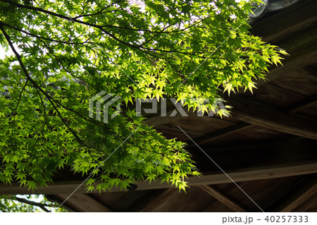 京都の新緑 京都の新緑 40257333