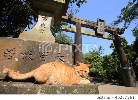 江ノ島の猫 40257561