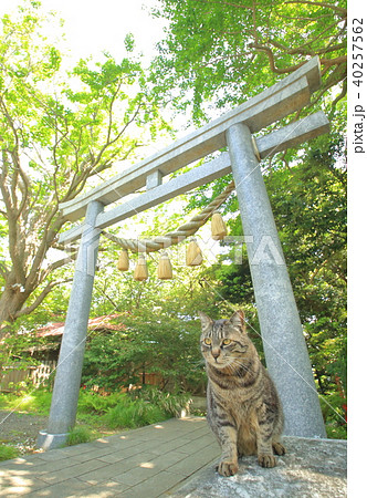 江ノ島の猫 40257562
