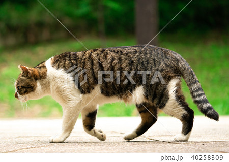 野良猫 野良猫 40258309