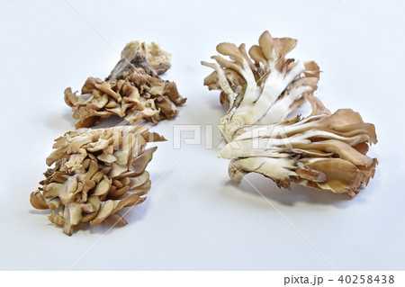 マイタケ(舞茸) マイタケ(舞茸) 40258438