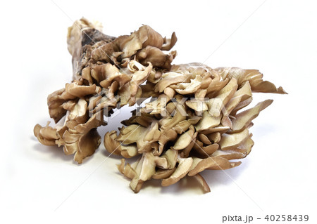 マイタケ(舞茸) マイタケ(舞茸) 40258439