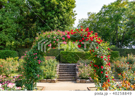 バラの花 40258849