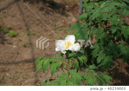 ボタンの花 40259003