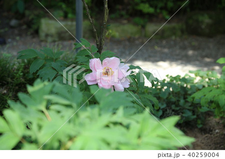 ボタンの花 40259004