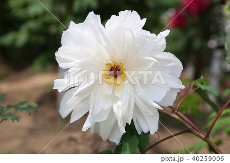 ボタンの花 40259006