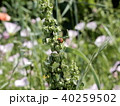 てんとう虫 40259502