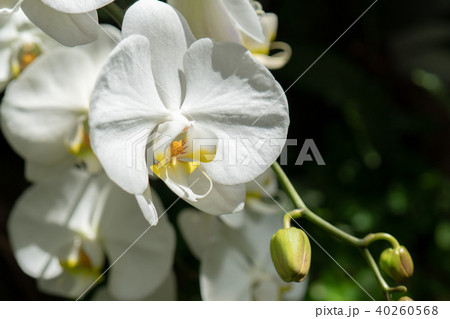 ファレノプシス　（コチョウラン属） 40260568