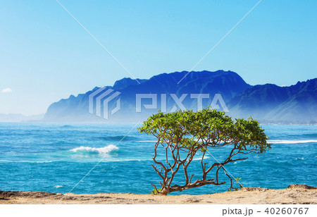 Hawaiian beach Hawaiian beach 40260767