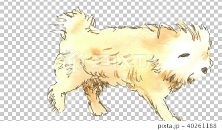 Dog 40261188