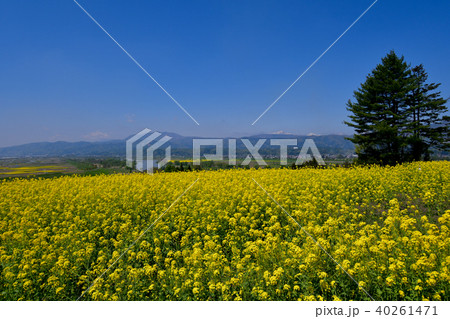 菜の花公園 40261471