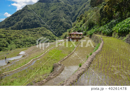 カンブロの棚田 40261478