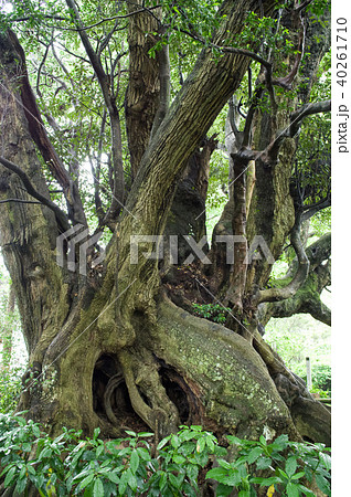 スダジイの巨樹 千葉県 スダジイの巨樹 千葉県 40261710