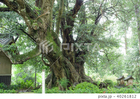 スダジイの巨樹　千葉県 40261812