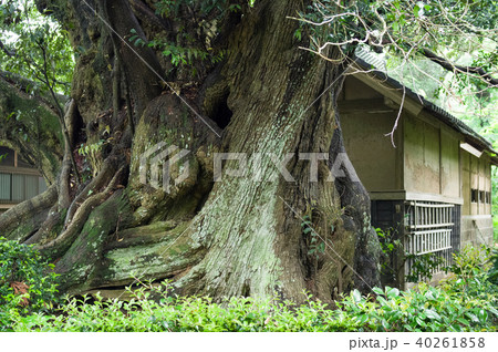 スダジイの巨樹 千葉県 スダジイの巨樹 千葉県 40261858