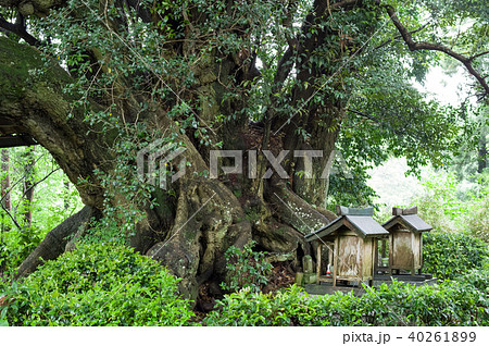 スダジイの巨樹　千葉県 40261899
