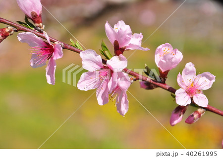 桃の花 40261995