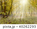 Sunny forest with sun rays 40262293