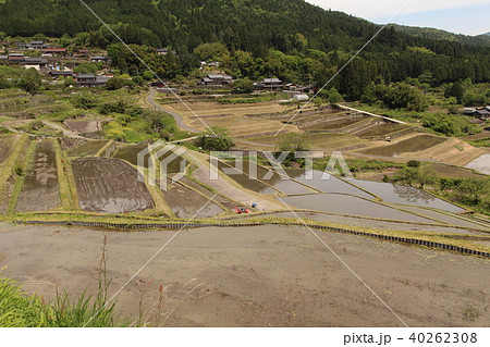 坂折棚田 40262308