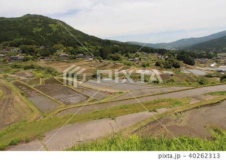 坂折棚田 40262313