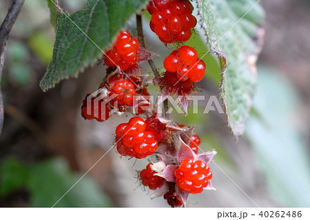フユイチゴ02 / species of raspberry 02 40262486