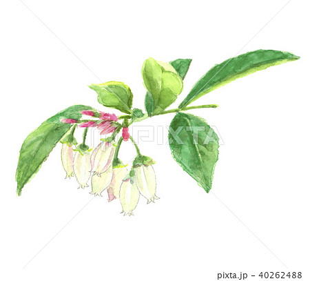 ブルーベリーの花のイラスト素材 40262488 Pixta