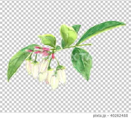 ブルーベリーの花 40262488