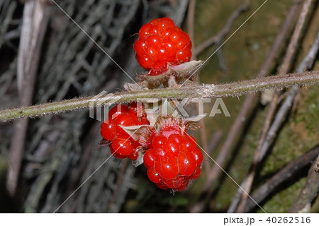 フユイチゴ01 / species of raspberry 01 フユイチゴ01 / species of raspberry 01 40262516